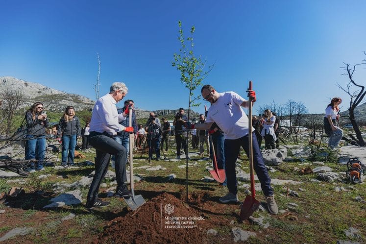 ’’Зелена обнова Црне Горе’’: МЕРС покренуо активности обнове опожарених подручја у Пиперима ’’Зелена обнова Црне Горе’’: МЕРС покренуо активности обнове опожарених подручја у Пиперима