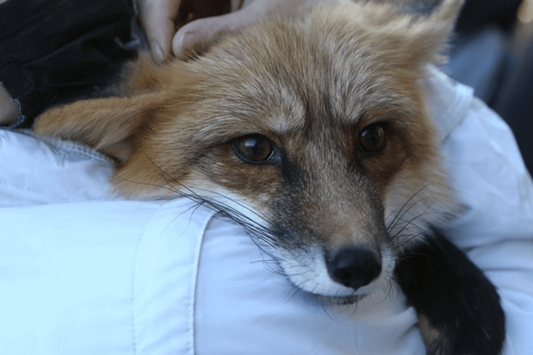 oralna vakcinacija lisica