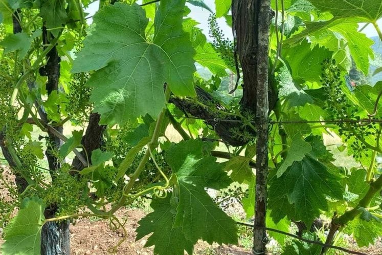 Klimatske promjene - uticaj na vinogradarstvo/vinarstvo