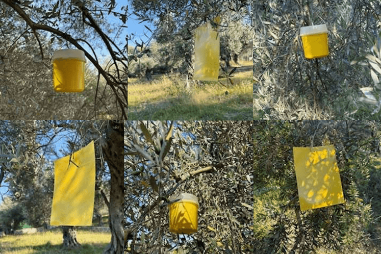 Bactrocera oleae (muva masline)