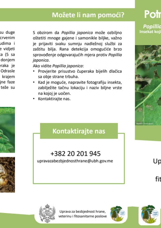 Popillia japonica, izgled i karakteristike - flajer