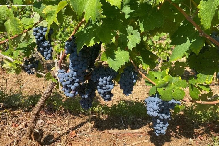 Vino - savjeti