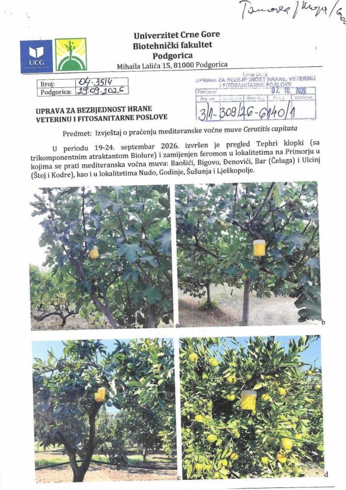 Ceratitis capitata 2