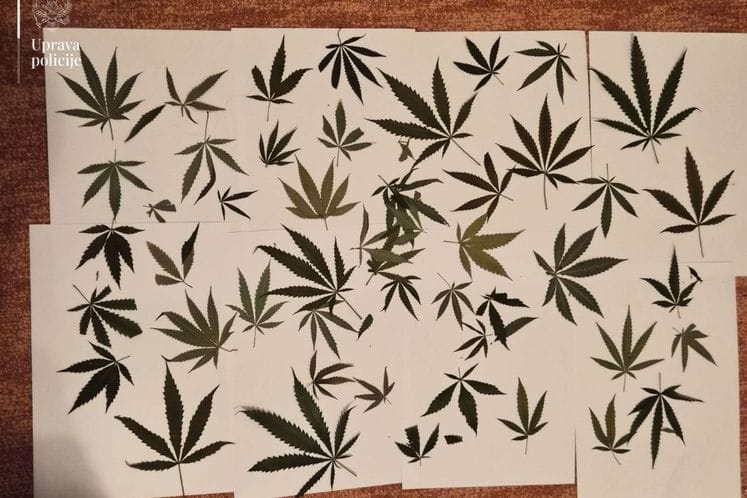 Marihuana