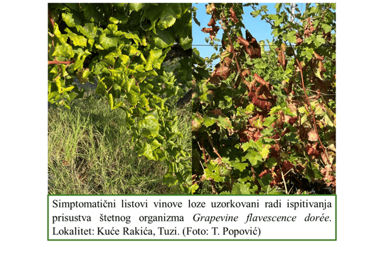 Grapevine flavescence dorée